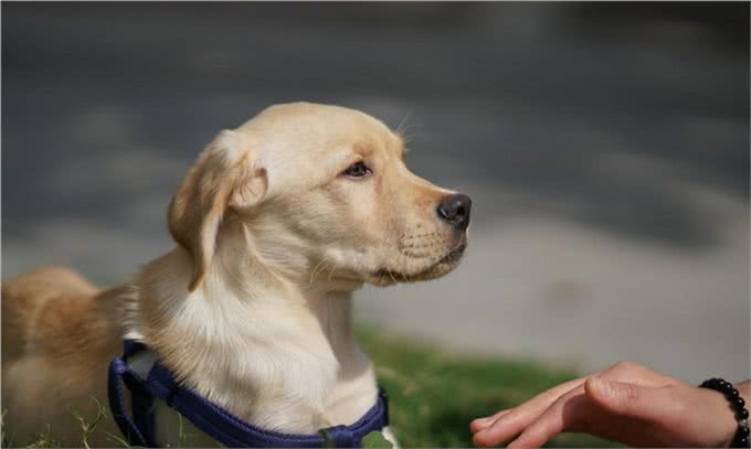 怎样训练成年拉布拉多排便?虽然不容易但是还是要改