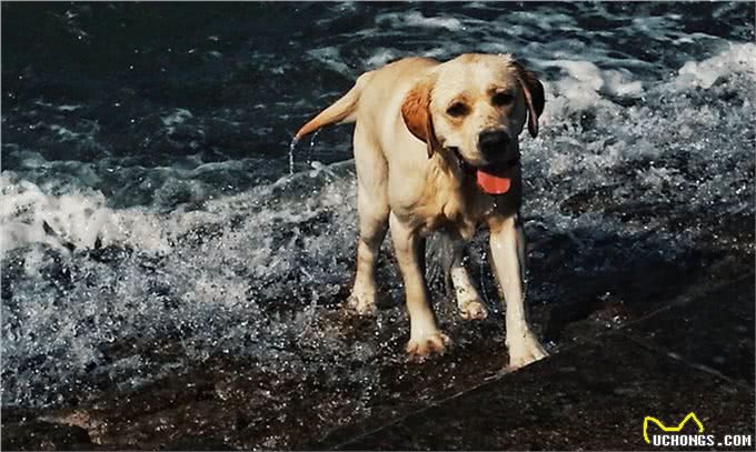 怎样训练成年拉布拉多排便?虽然不容易但是还是要改