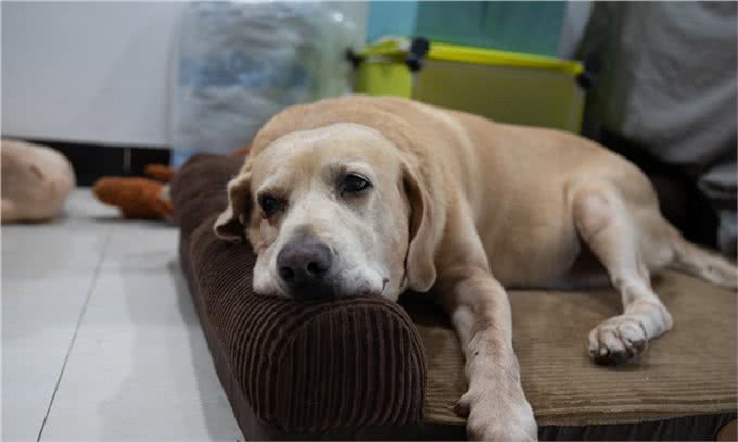 怎样训练成年拉布拉多排便?虽然不容易但是还是要改