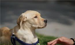 怎样训练成年拉布拉多排便?虽然不容易但是还是要改