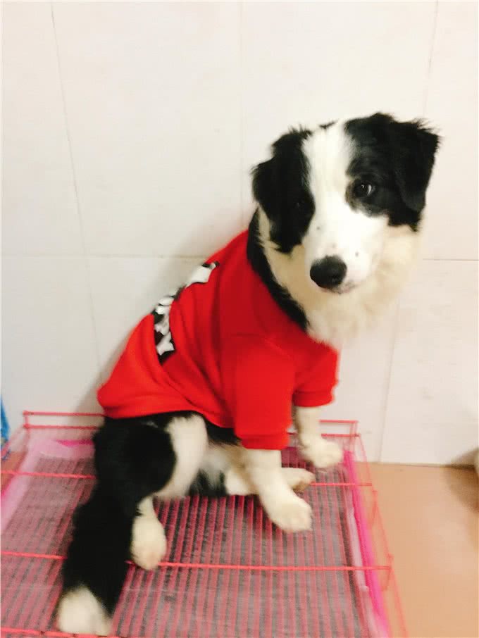如何教会狗狗定点大小便