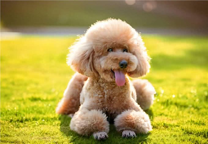 如何看狗狗聪不聪明?从这几点看就对了