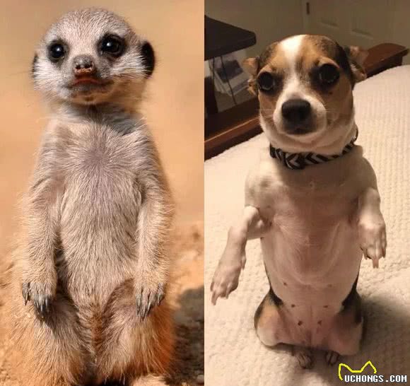 如何看狗狗聪不聪明?从这几点看就对了