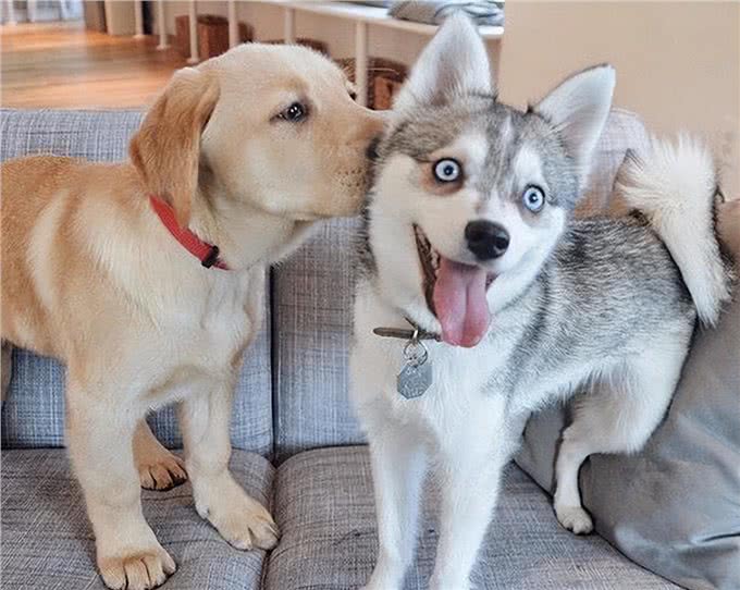 如何看狗狗聪不聪明?从这几点看就对了