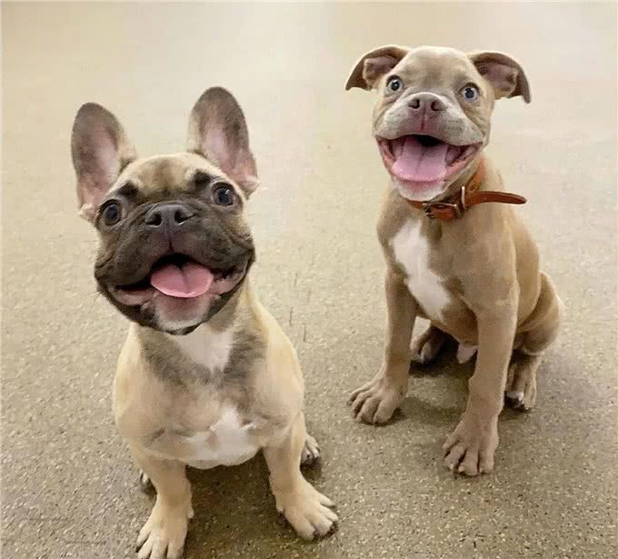 如何看狗狗聪不聪明?从这几点看就对了