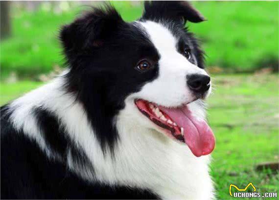 如何看狗狗聪不聪明?从这几点看就对了