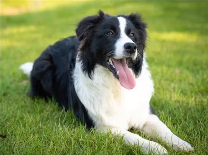 如何看狗狗聪不聪明?从这几点看就对了