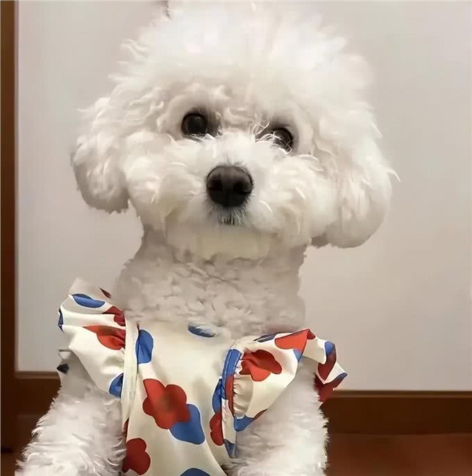 如何看狗狗聪不聪明?从这几点看就对了