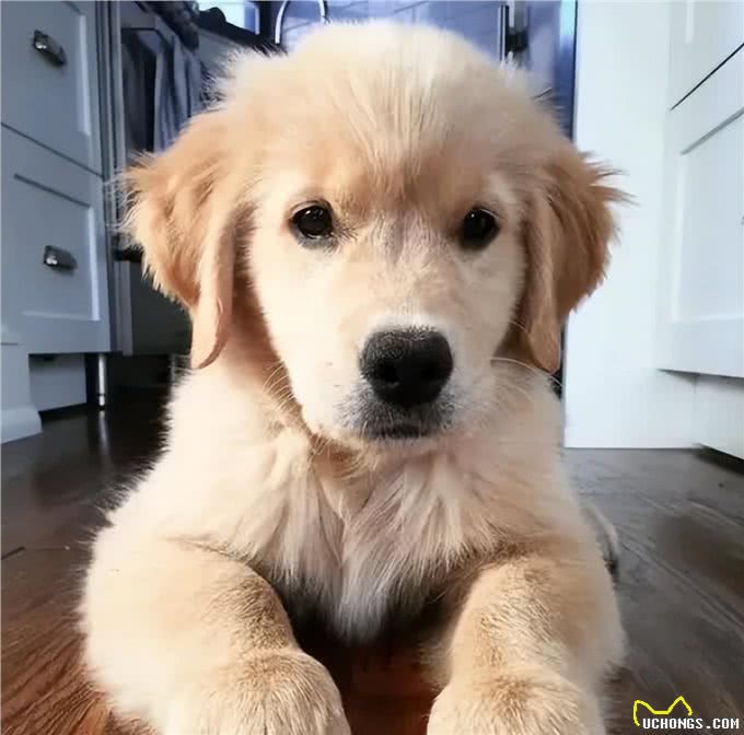 如何看狗狗聪不聪明?从这几点看就对了