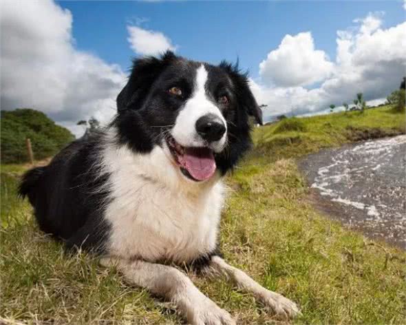 如何看狗狗聪不聪明?从这几点看就对了