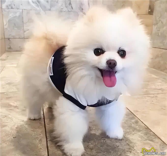 如何看狗狗聪不聪明?从这几点看就对了