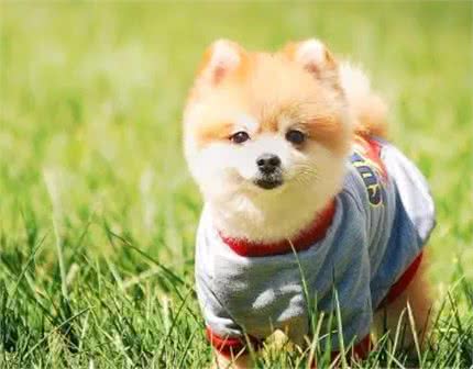 如何看狗狗聪不聪明?从这几点看就对了