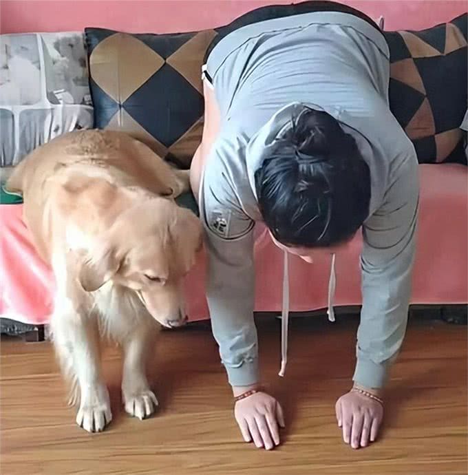 如何看狗狗聪不聪明?从这几点看就对了