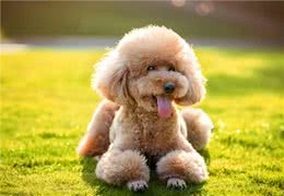 如何看狗狗聪不聪明?从这几点看就对了