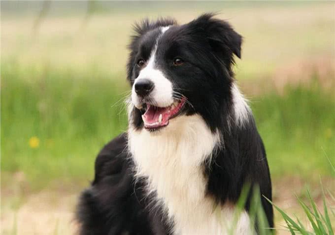 萌宠饲养:狗的脚瘸了怎么办?能恢复吗?教你解决方法