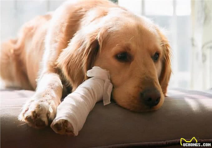 萌宠饲养:狗的脚瘸了怎么办?能恢复吗?教你解决方法