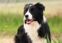 萌宠饲养:狗的脚瘸了怎么办?能恢复吗?教你解决方法