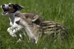 古代饲养家畜的发展史狗是因帮助人类狩猎而被驯化