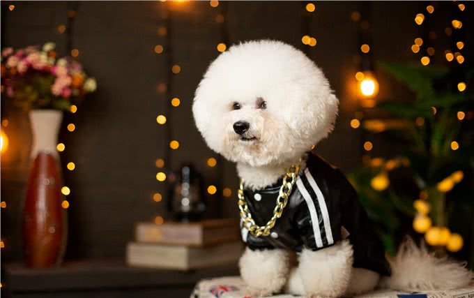 让比熊短命的不良饮食习惯，很多人第二条就中招