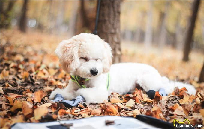 让比熊短命的不良饮食习惯，很多人第二条就中招