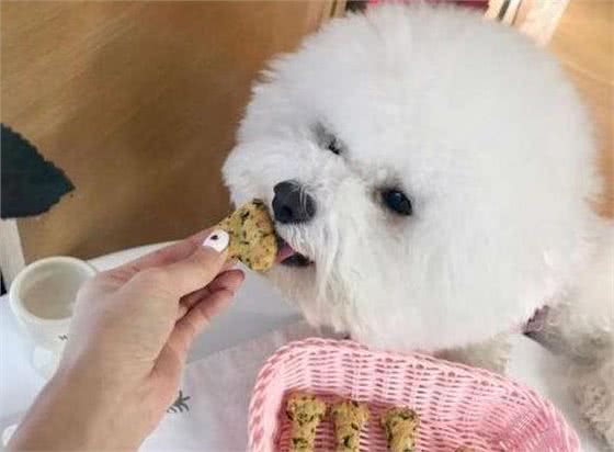 让比熊短命的不良饮食习惯，很多人第二条就中招