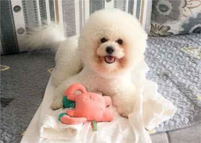 让比熊短命的不良饮食习惯，很多人第二条就中招