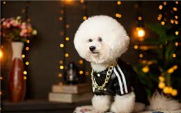 让比熊短命的不良饮食习惯，很多人第二条就中招