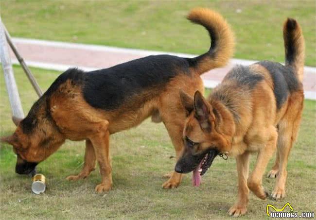 护卫能力很强的5种狗狗，第一种国内少见，被国家明令禁养