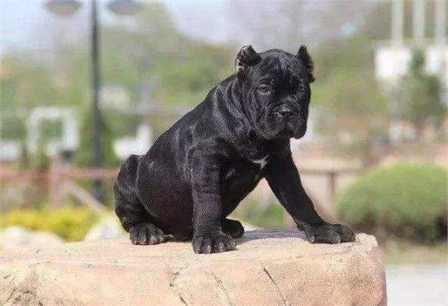 护卫能力很强的5种狗狗，第一种国内少见，被国家明令禁养