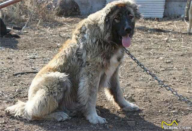 护卫能力很强的5种狗狗，第一种国内少见，被国家明令禁养