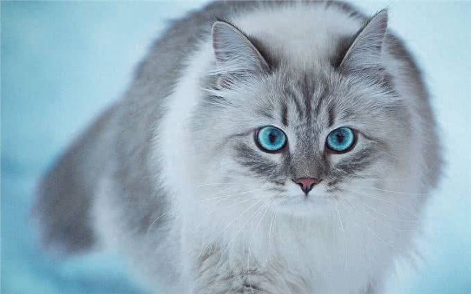 养猫多年才知道的猫咪冷知识,你又知道多少?