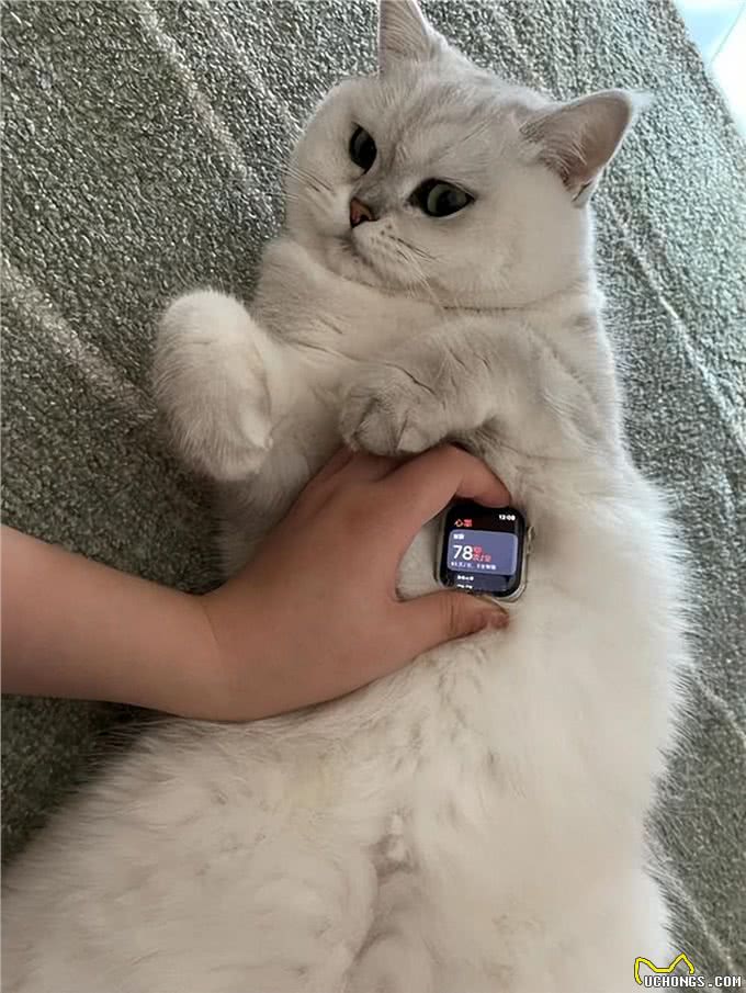 养猫多年才知道的猫咪冷知识,你又知道多少?