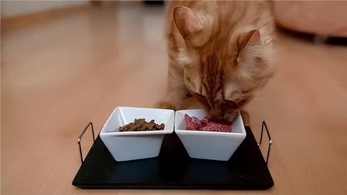 养猫多年才知道的猫咪冷知识,你又知道多少?