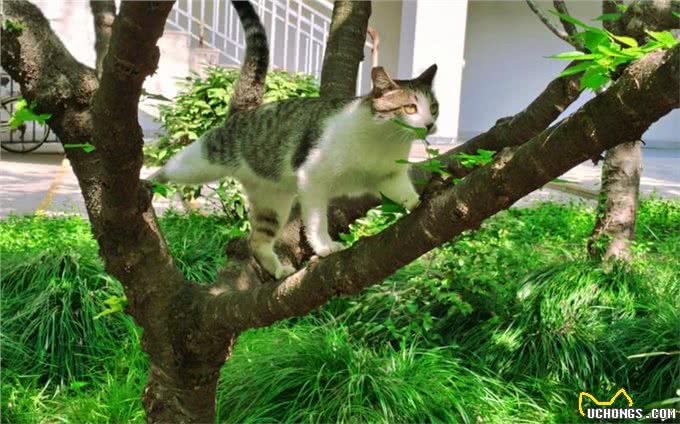 养猫多年才知道的猫咪冷知识,你又知道多少?