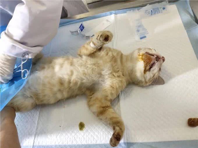 养猫多年才知道的猫咪冷知识,你又知道多少?