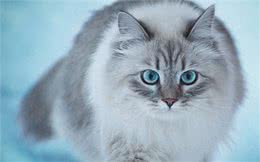 养猫多年才知道的猫咪冷知识，你又知道多少?