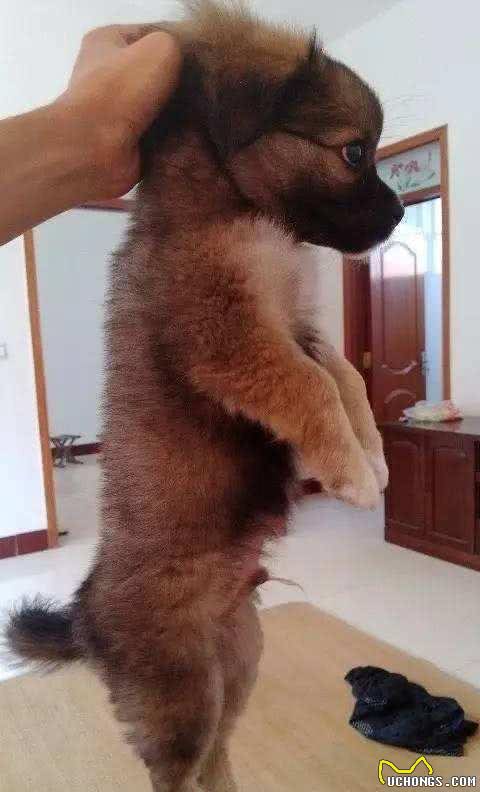 抱狗狗它还一脸不情愿?是你姿势不对!乱抱甚至可使它瘫痪