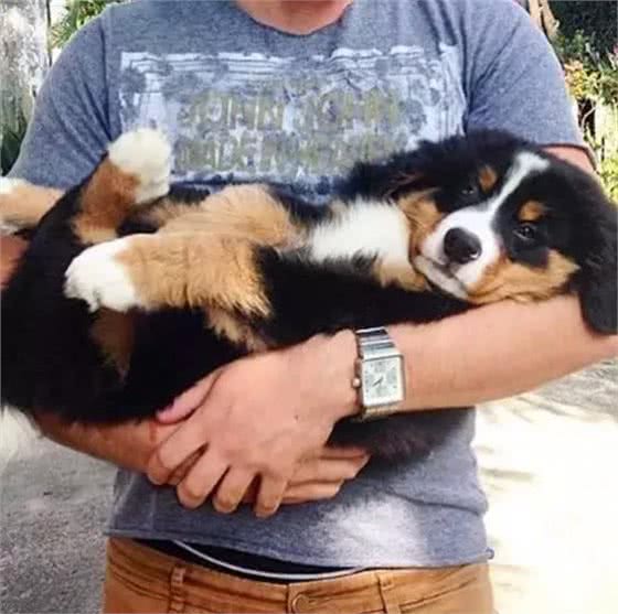 抱狗狗它还一脸不情愿?是你姿势不对!乱抱甚至可使它瘫痪