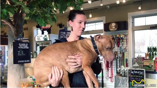 抱狗狗它还一脸不情愿?是你姿势不对!乱抱甚至可使它瘫痪