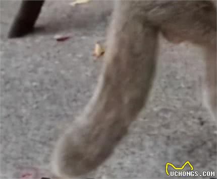 有的折耳猫不会发病?胡扯,永远别碰折耳猫