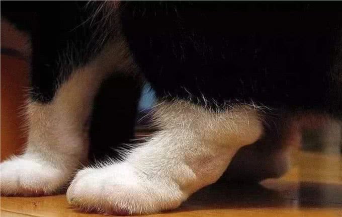 有的折耳猫不会发病?胡扯,永远别碰折耳猫