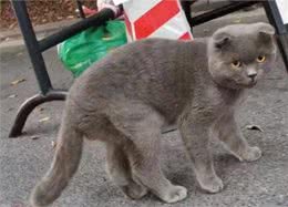 有的折耳猫不会发病?胡扯，永远别碰折耳猫