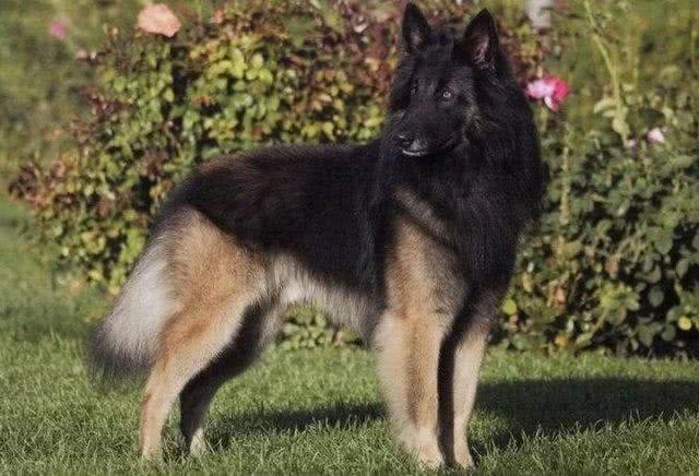 关于比利时牧羊犬还有一些你不知道的小秘密