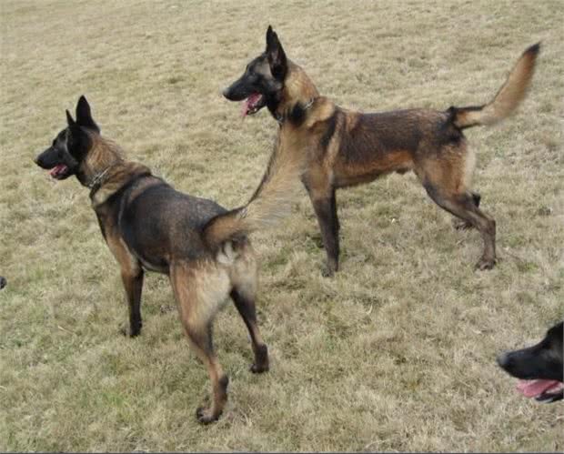 关于比利时牧羊犬还有一些你不知道的小秘密