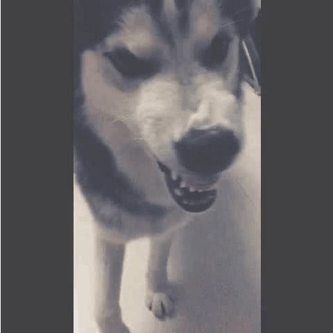 哈士奇的性格特点你了解过吗，你知道多少?