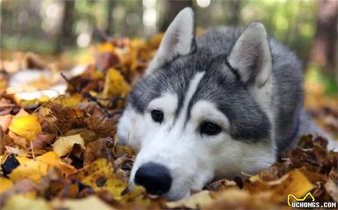 哈士奇的性格特点你了解过吗，你知道多少?