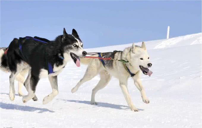 哈士奇的性格特点你了解过吗，你知道多少?