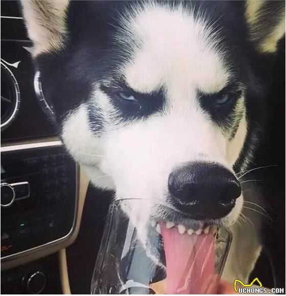 哈士奇的性格特点你了解过吗，你知道多少?