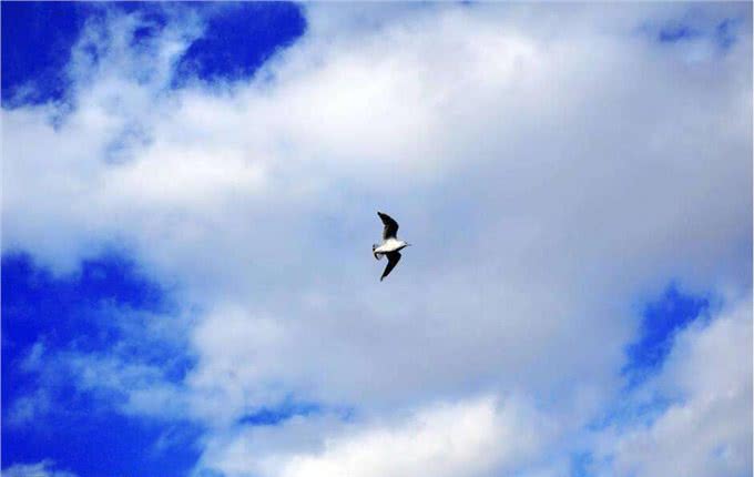 哈士奇的性格特点你了解过吗，你知道多少?