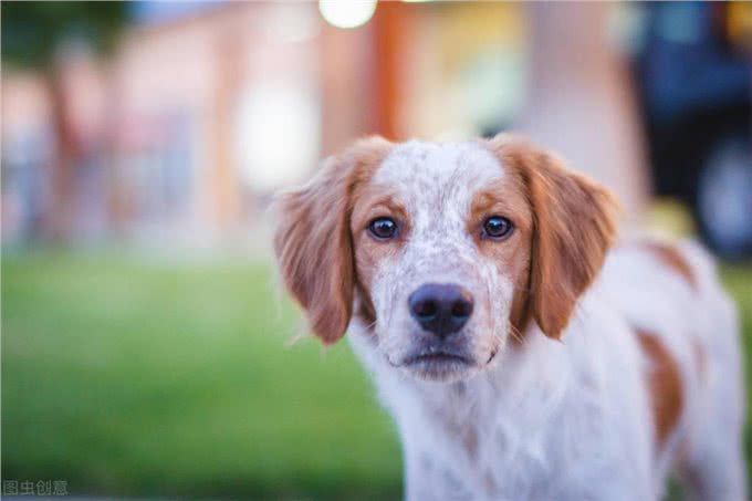 关于狗狗的分离焦虑，家长们不要忽视